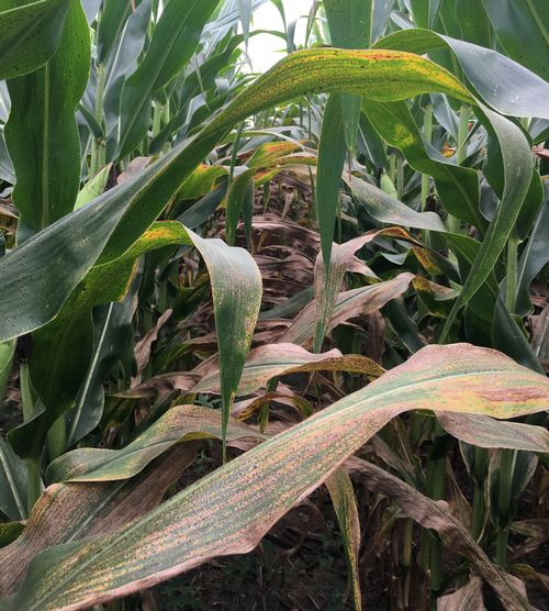 Tar spot in corn